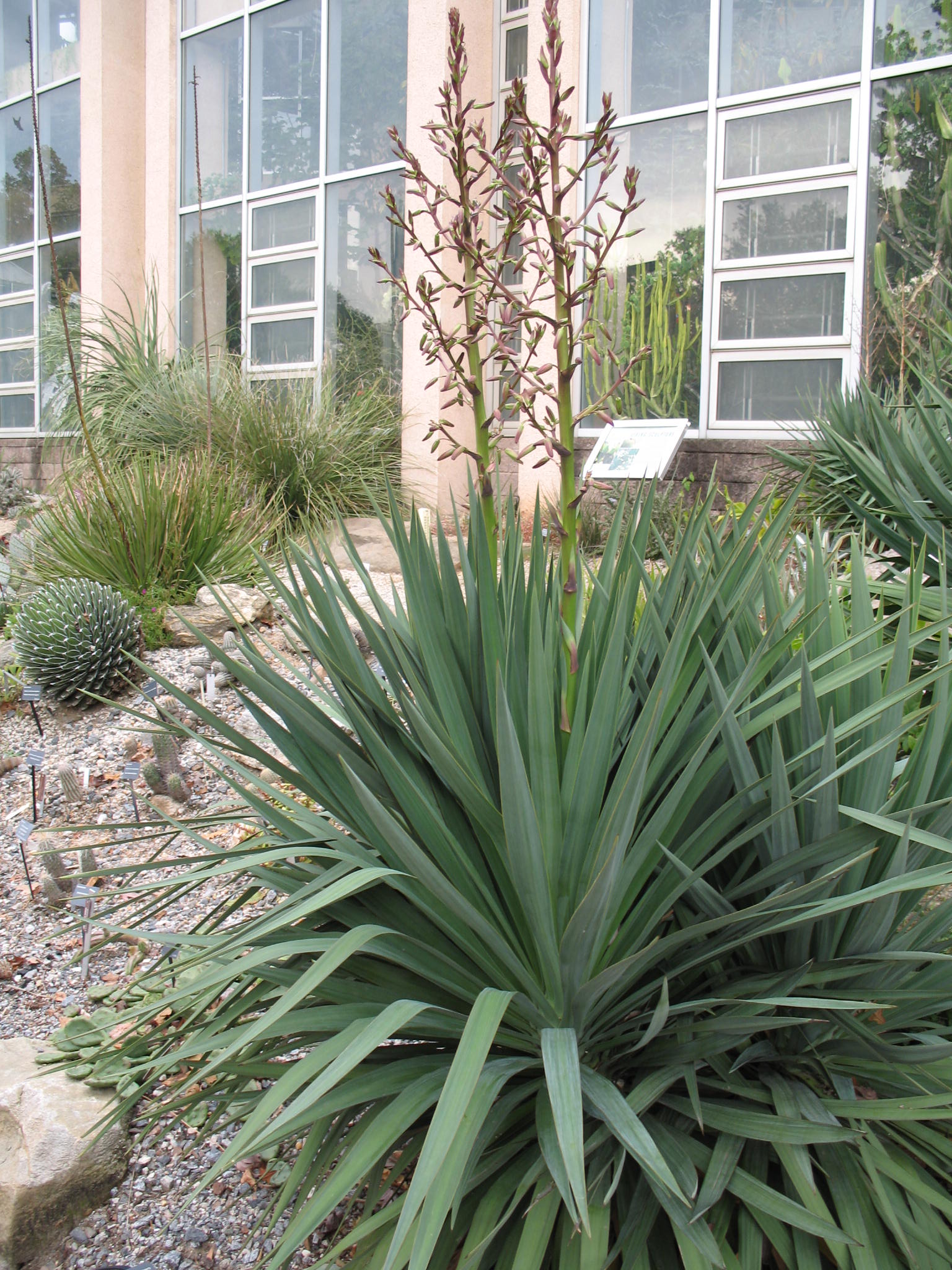 Online Plant Guide Yucca Recurvifolia Pendulous Yucca